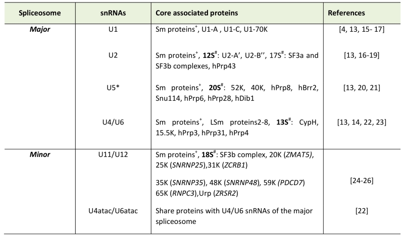 The Emerging Role Of Minor Intron Splicing In Neurological Disorders