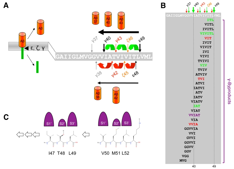 Making The Final Cut Pathogenic Amyloid B Peptide Generation By G Secretase