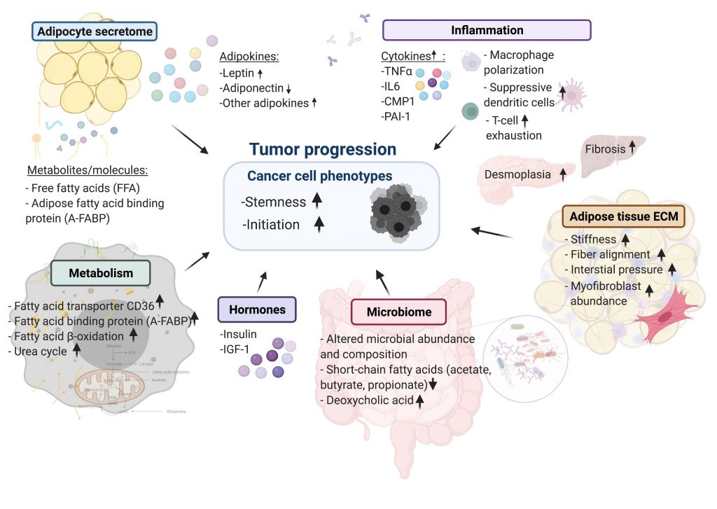 Cellular mechanisms linking cancers to obesity