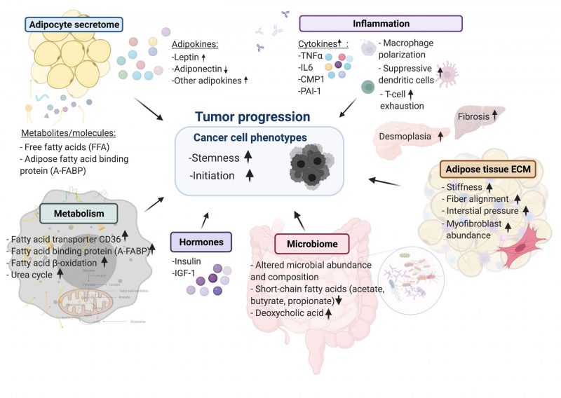 Figure Summary Of Cellular Mechanisms Linking Cancers To Obesity