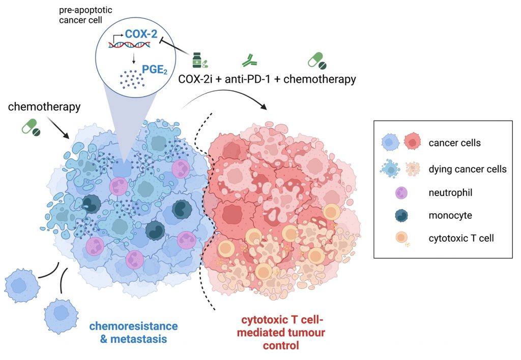 New Method of Killing Cancer Cells Developed