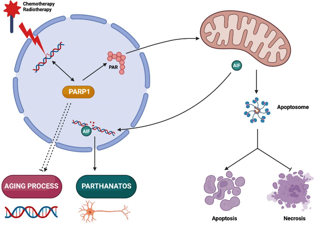 Poly(ADP-ribosyl)ation of PARP1 and YB-1. A. Time course of PARP1